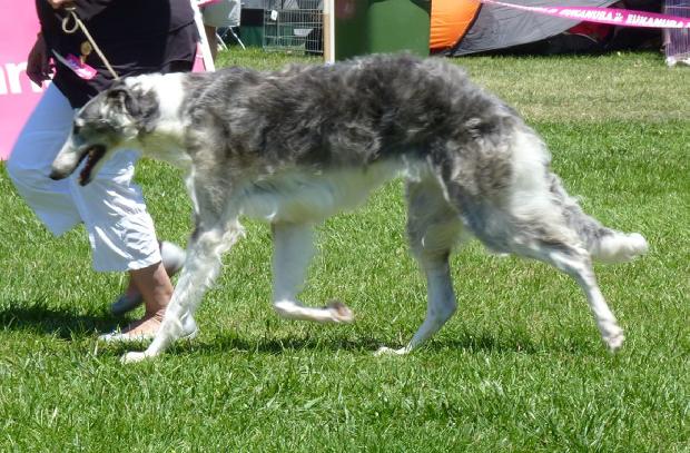 Borzoi