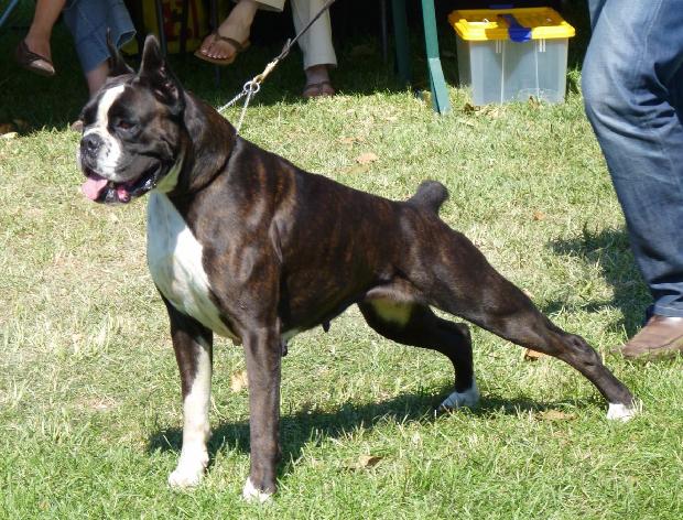 Boxer