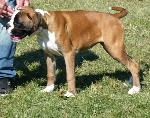 Cães