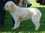 Cães