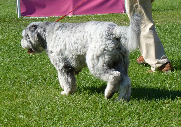 Cão Barbado da Terceira