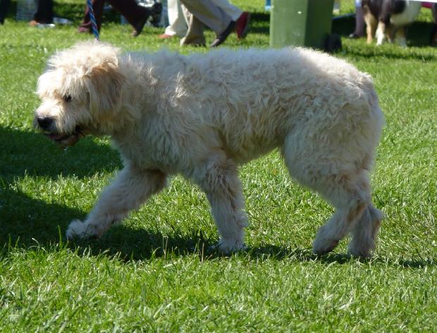 Cão Barbado da Terceira