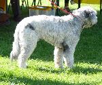 Cães