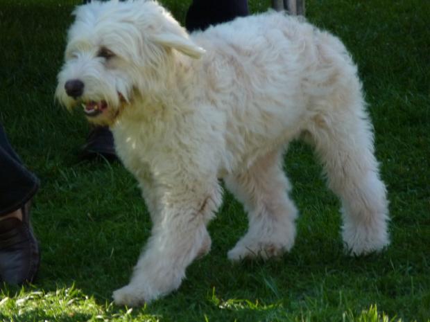 Cão Barbado da Terceira