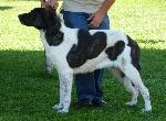 Cães