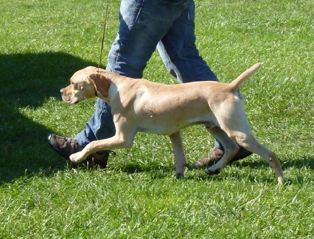 Perdigueiro Português