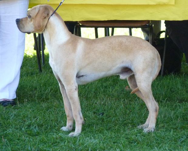 Perdigueiro Português