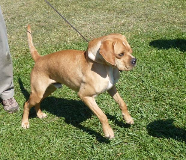 Perdigueiro Português