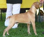 Cães