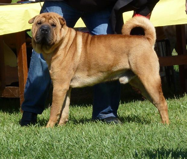 Shar Pei