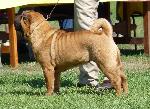 Cães