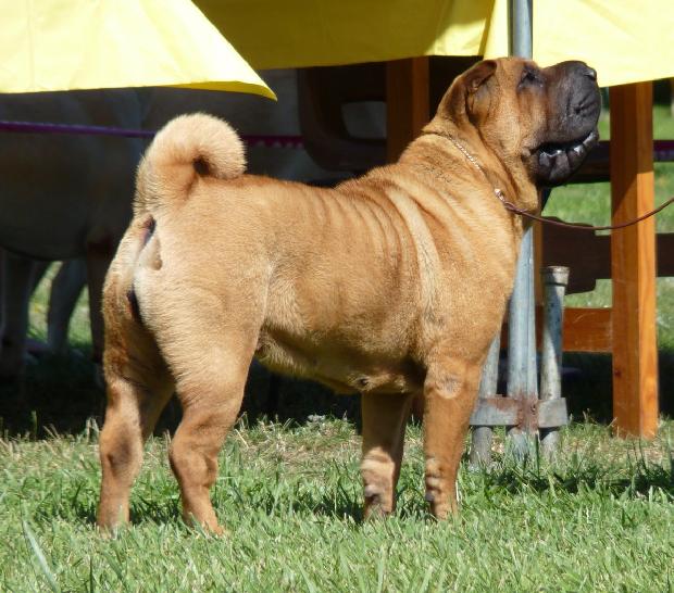 Shar Pei