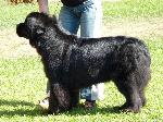 Cães