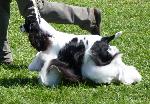 Cães