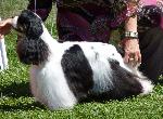 Cães