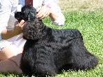 Cães