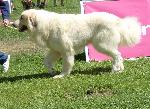 Cães