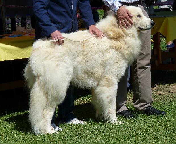 Cão de Montanha dos Pirinéus