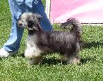 Cães