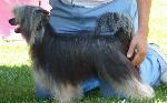 Cães