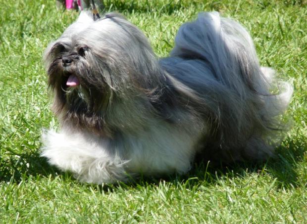 Lhasa Apso