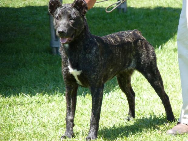 Cão de Fila de São Miguel