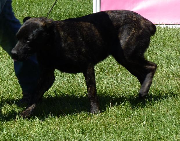 Cão de Fila de São Miguel