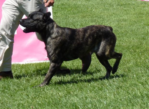 Cão de Fila de São Miguel