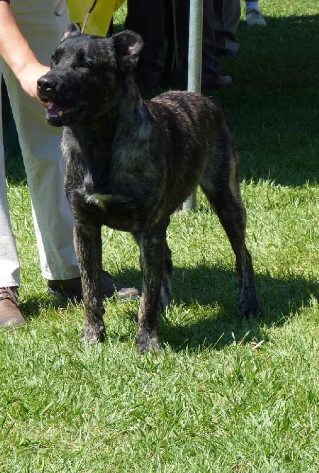 Cão de Fila de São Miguel