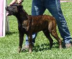 Cães