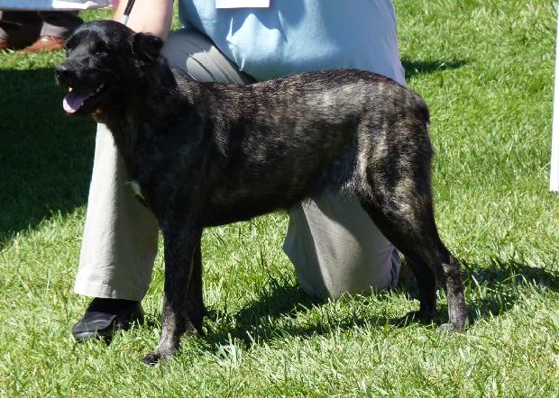 Cão de Fila de São Miguel