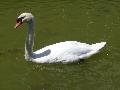 Cisne-branco