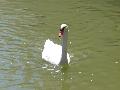 Cisne-branco