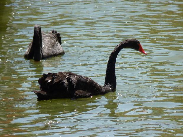 Cisnes-negros