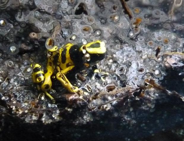 Rã-flecha-preta-e-amarela