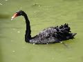 Cisne-negro