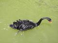 Cisne-negro