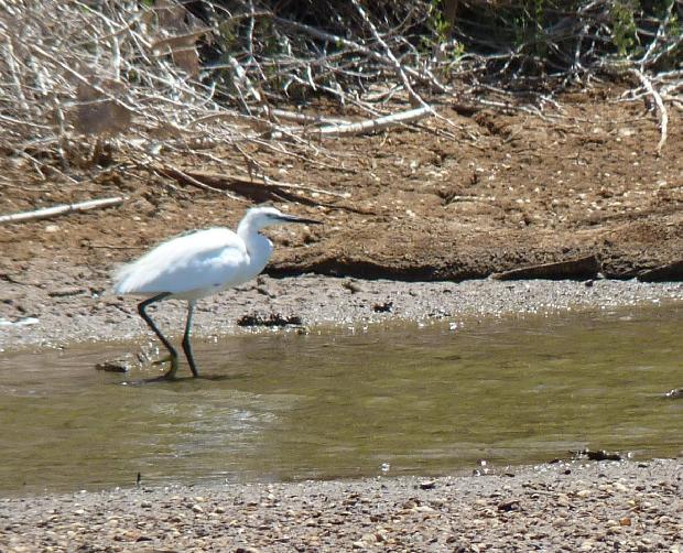 Garça-branca-pequena