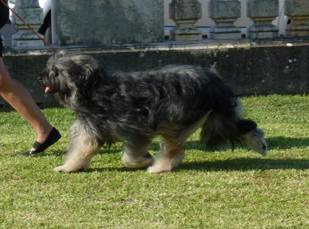 Cão da Serra de Aires