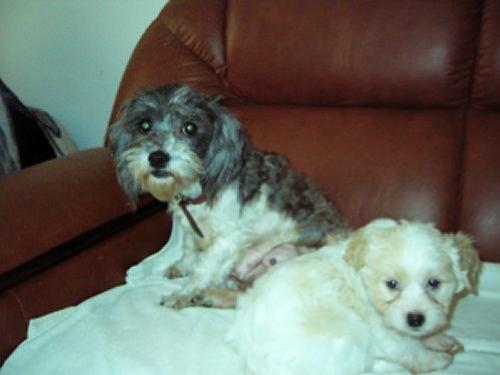 Nefy e Becas