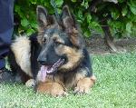 Cães
