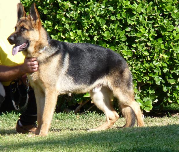 Cão de Pastor Alemão