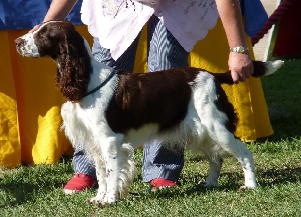 English Springer Spaniel