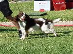Cães
