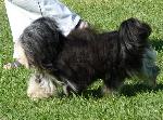 Cães