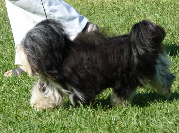 Bichon Havanês