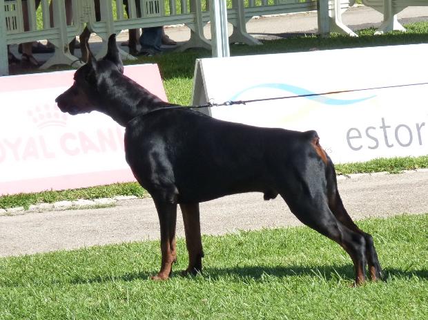 Dobermann
