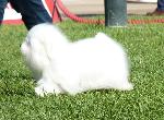 Cães