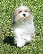 Cães
