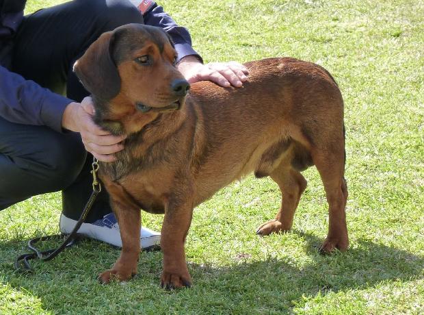 Alpenländische Dachsbracke